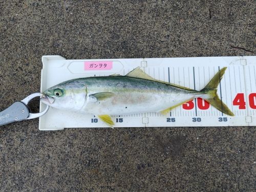 ワカシの釣果