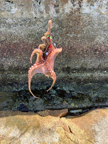 タコの釣果