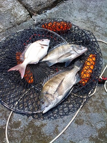 チヌの釣果