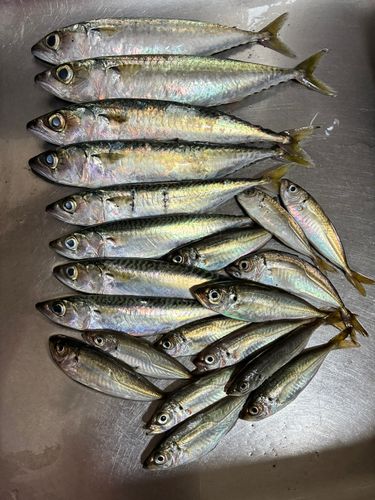 アジの釣果