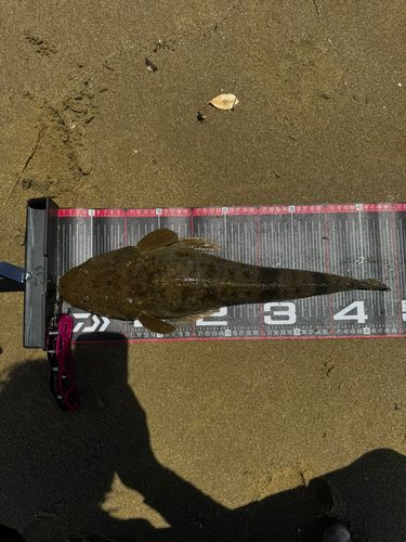 マゴチの釣果