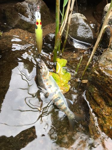 アマゴの釣果