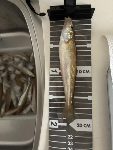 シロギスの釣果