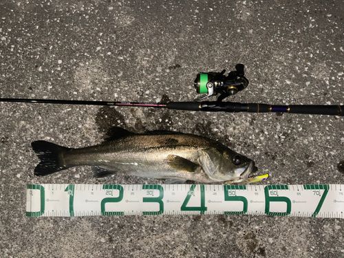 シーバスの釣果