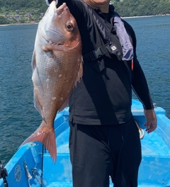マダイの釣果