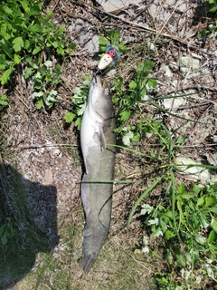 ナマズの釣果