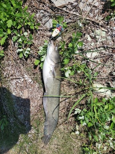 ナマズの釣果