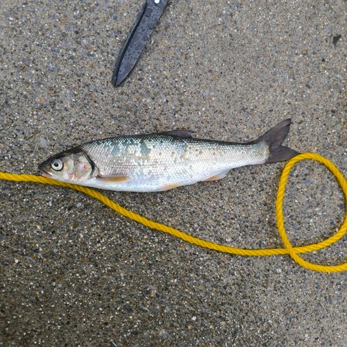 ウグイの釣果