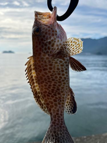 オオモンハタの釣果