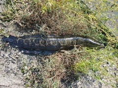 ライギョの釣果