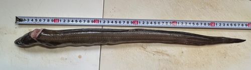 アナゴの釣果
