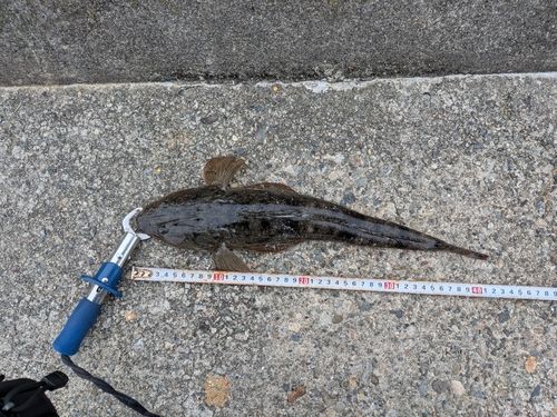 マゴチの釣果