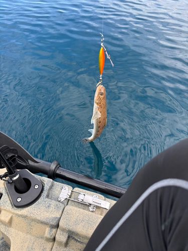 エソの釣果