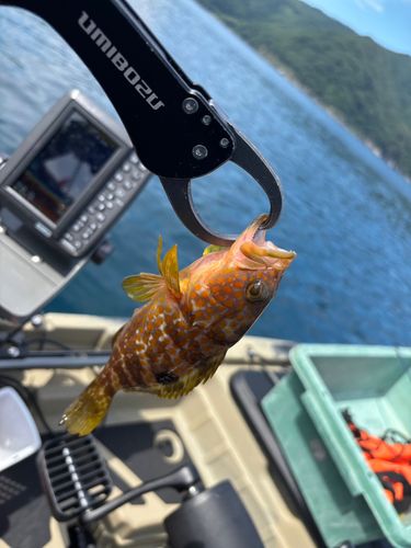 キジハタの釣果