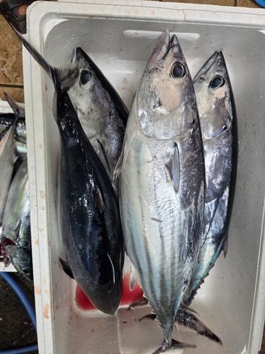 カツオの釣果