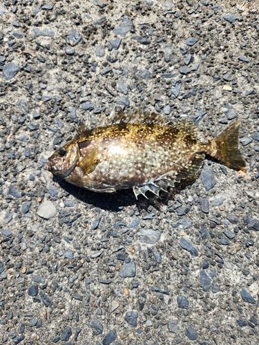 メジナの釣果