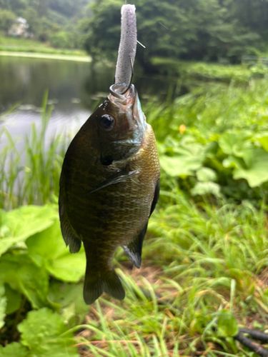 ブルーギルの釣果