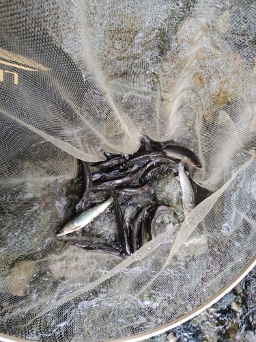 アユの釣果