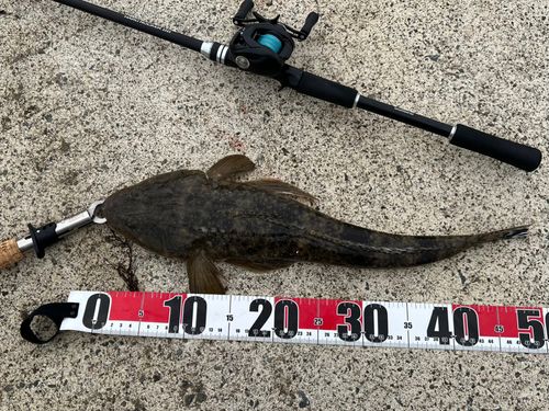 マゴチの釣果