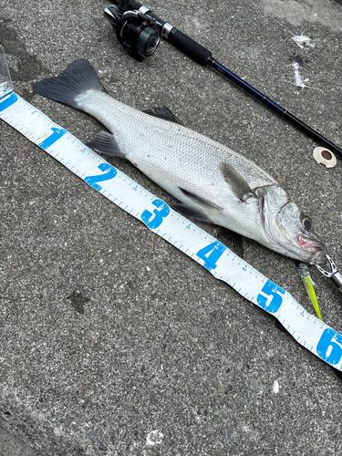 ヒラスズキの釣果