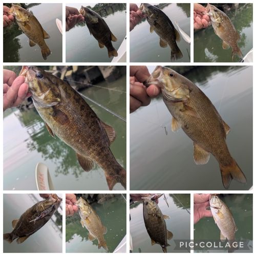 スモールマウスバスの釣果