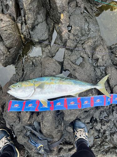ワラサの釣果
