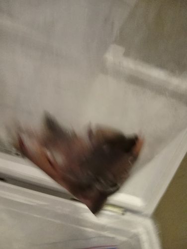 ネンブツダイの釣果