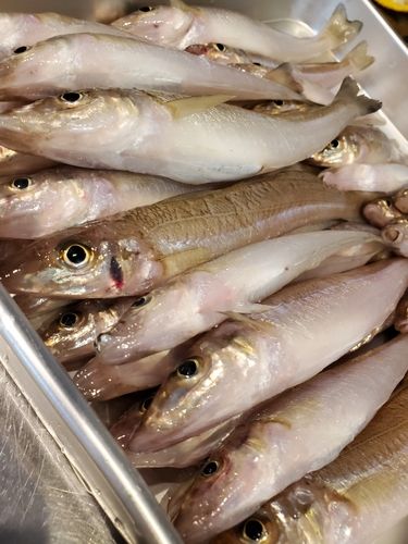 キスの釣果