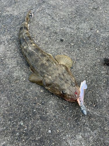 マゴチの釣果