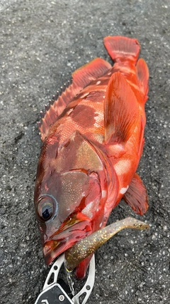 アカハタの釣果