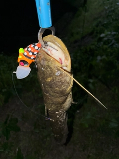 ナマズの釣果