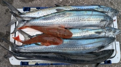 サゴシの釣果