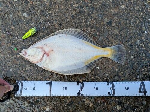 マガレイの釣果