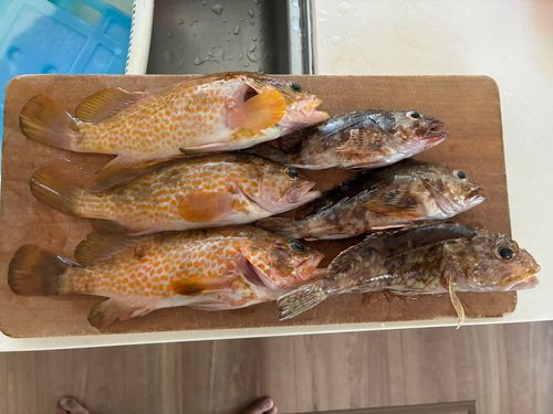 アコウの釣果