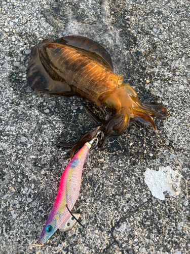 アオリイカの釣果