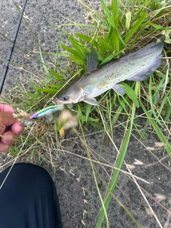 ナマズの釣果