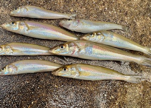 キスの釣果