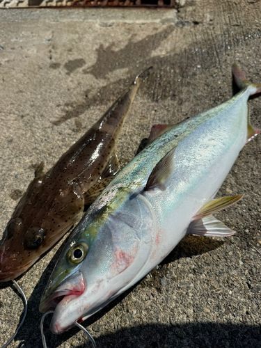 ハマチの釣果