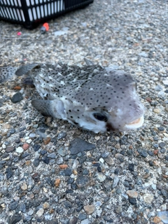 イシガキフグの釣果