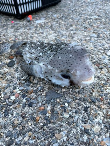 イシガキフグの釣果