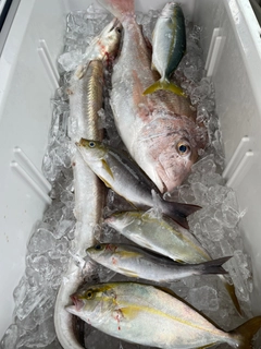 マダイの釣果