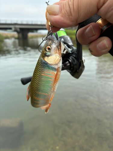 オイカワの釣果