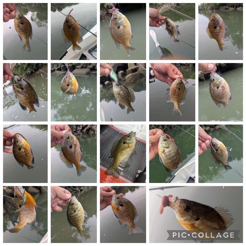 ブルーギルの釣果