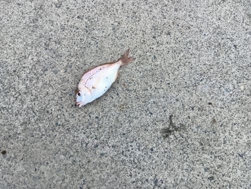チャリコの釣果