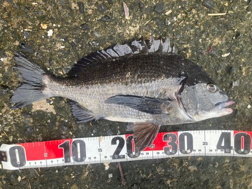 チヌの釣果