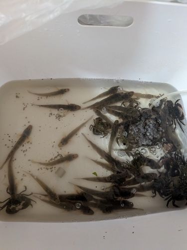 マハゼの釣果
