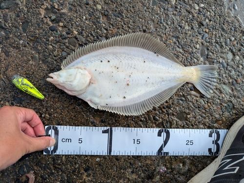 マガレイの釣果