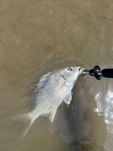 キビレの釣果