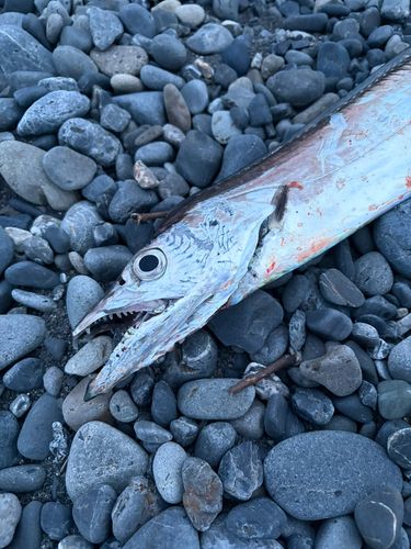 タチウオの釣果