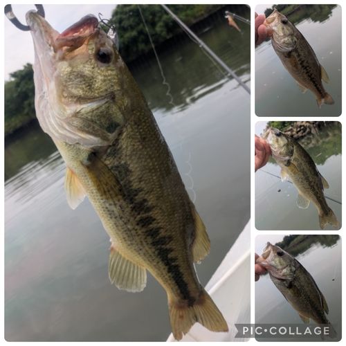 ラージマウスバスの釣果